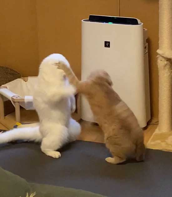 パンチされる猫