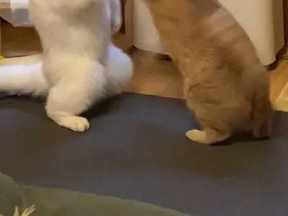 2匹の猫