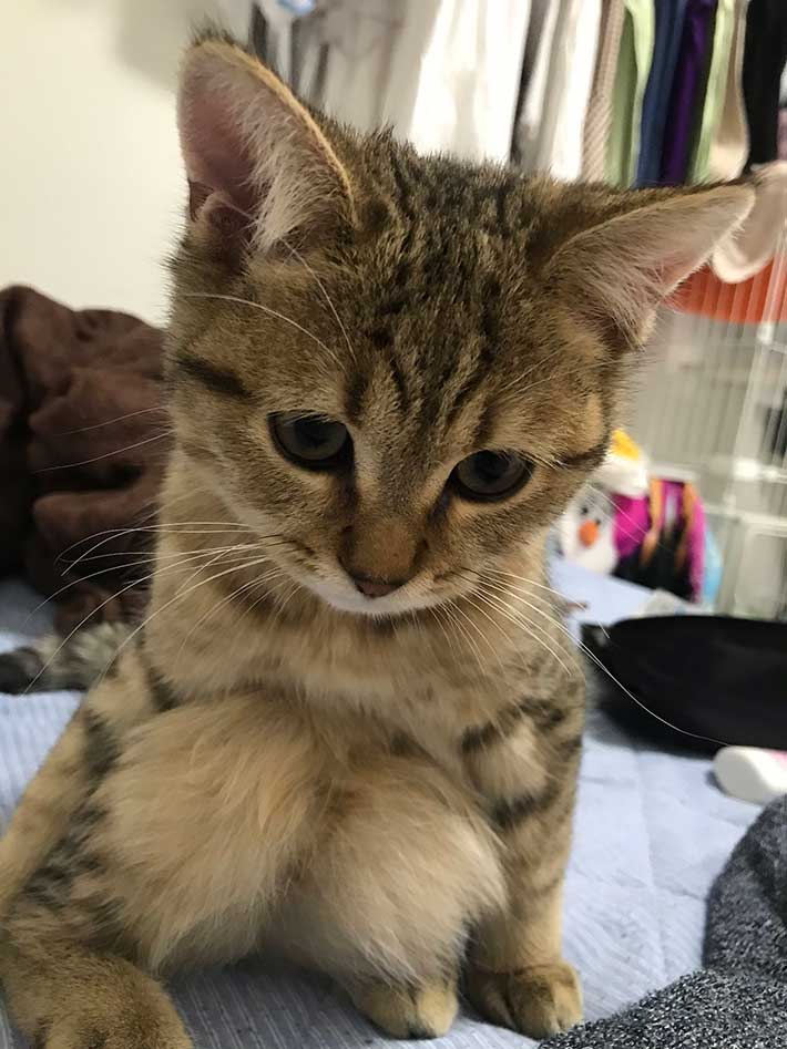 猫