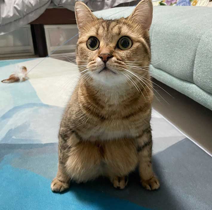 猫