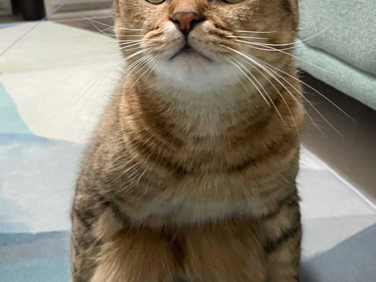 猫
