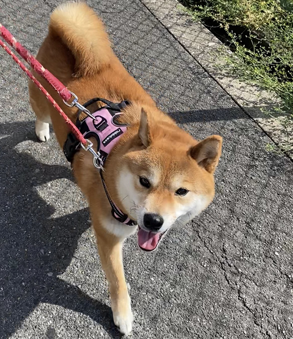 散歩中の柴犬の写真