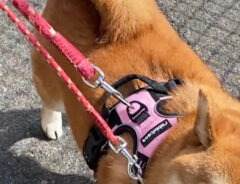 散歩中の柴犬の写真