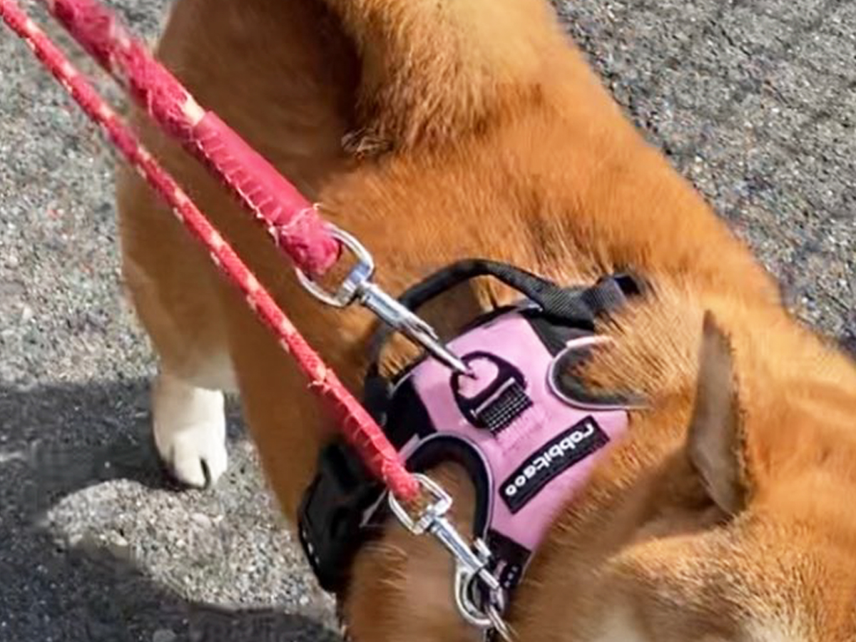 散歩中の柴犬の写真