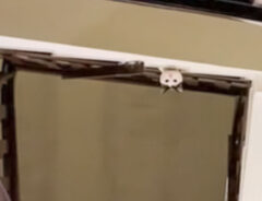 階段から顔を覗かせる猫の写真