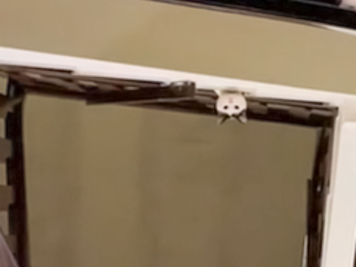 階段から顔を覗かせる猫の写真