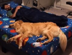 ゴールデンレトリバーと飼い主の男性が寝ている写真