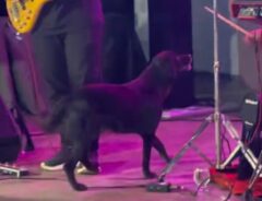 ステージに上がった黒い犬の写真