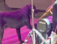 ステージに上がった黒い犬の写真