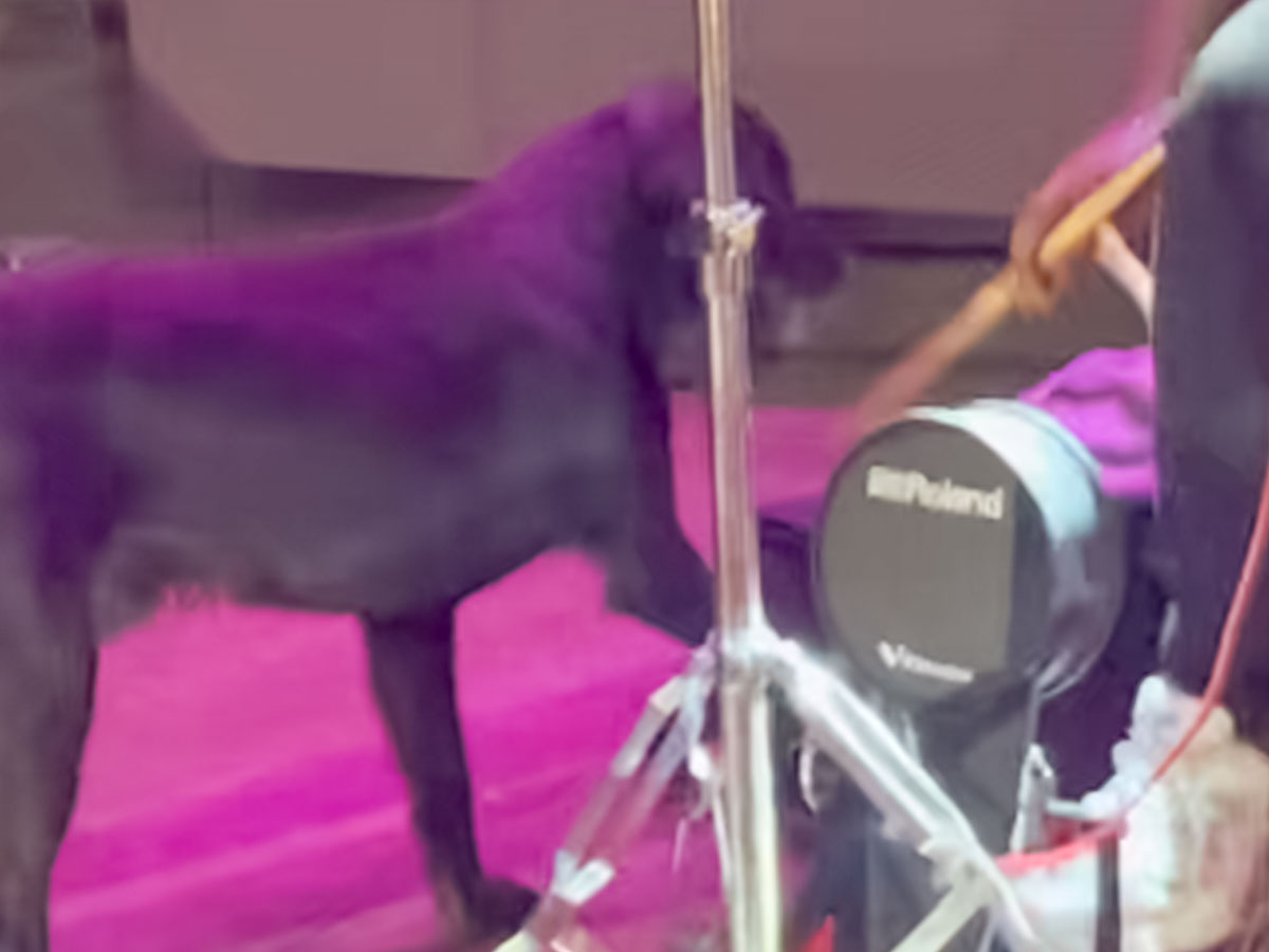 ステージに上がった黒い犬の写真