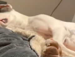 寝ている犬の写真