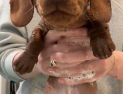 お風呂に入れられるミニチュアダックスフント子犬の写真