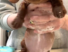 お風呂に入れられるミニチュアダックスフントの子犬の写真