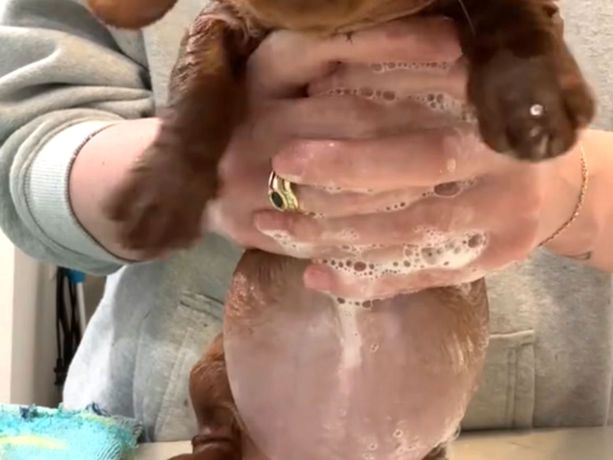 お風呂に入れられるミニチュアダックスフントの子犬の写真