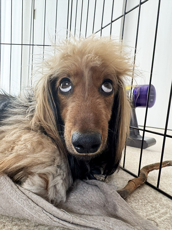 ダックスフンドの写真