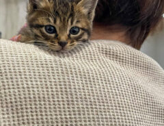 猫の写真