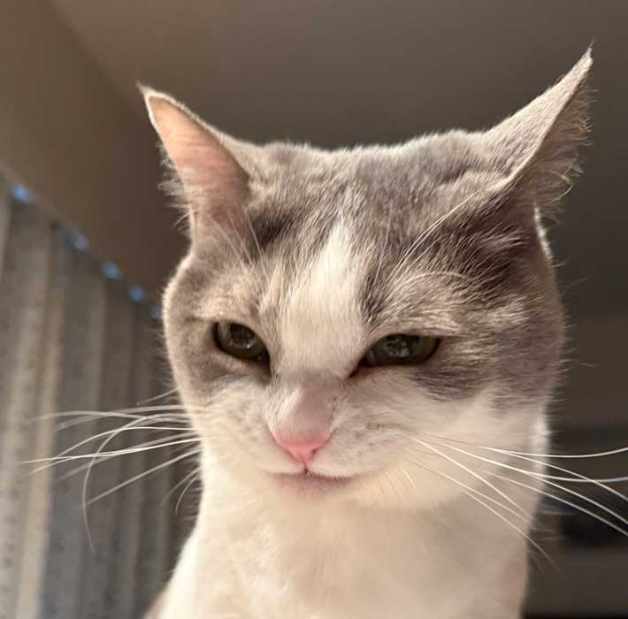 猫の写真