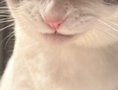 猫の写真