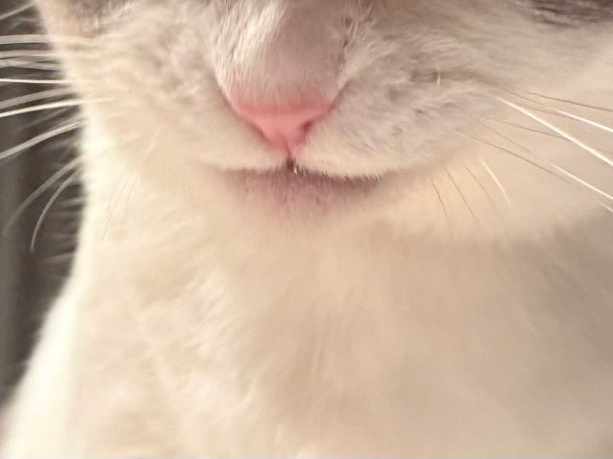 猫の写真