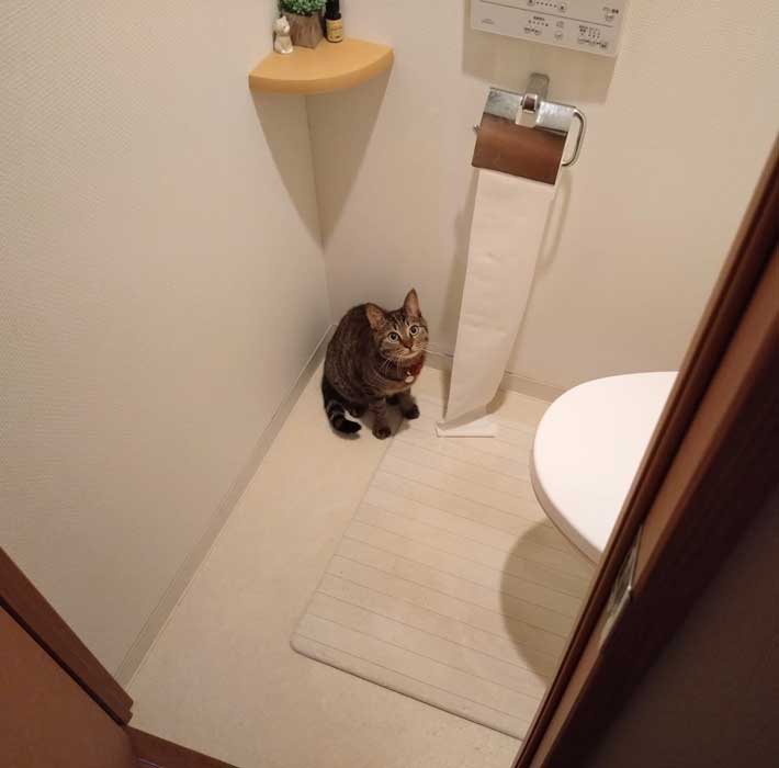 トイレの猫　