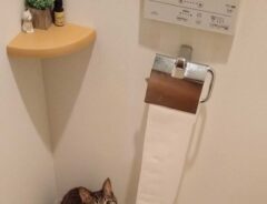 トイレの猫　