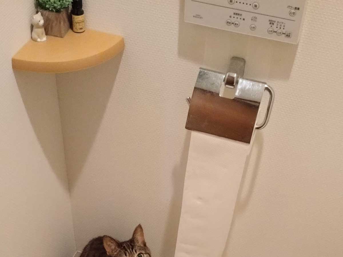 トイレの猫