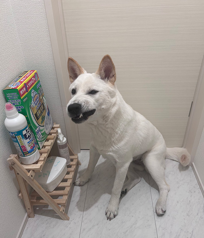 柑橘めたるさんと暮らす、愛犬のぼんじりちゃん