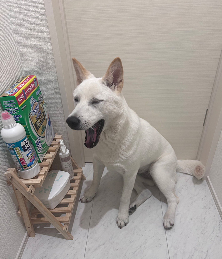 柑橘めたるさんと暮らす、愛犬のぼんじりちゃん