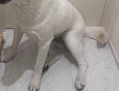 柑橘めたるさんと暮らす、愛犬のぼんじりちゃん
