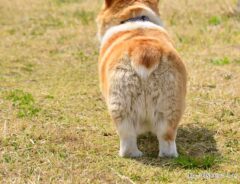 コーギーの写真