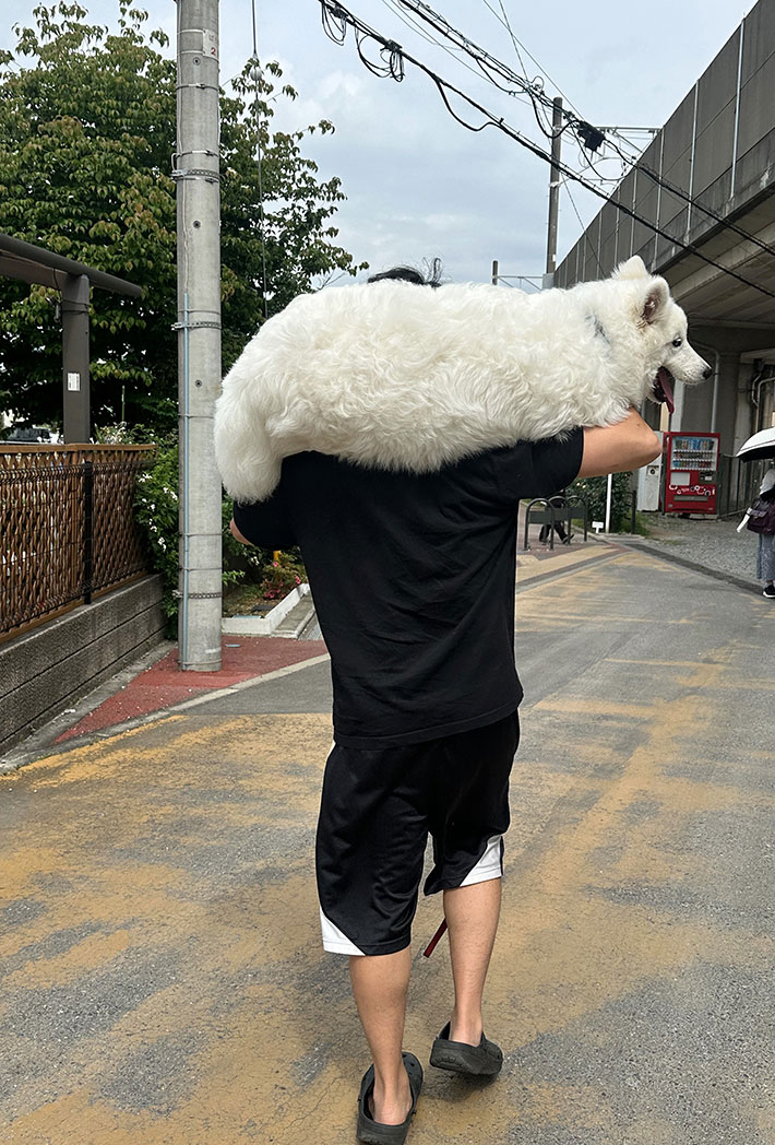 サモエドの写真