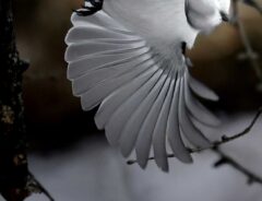 シマエナガ