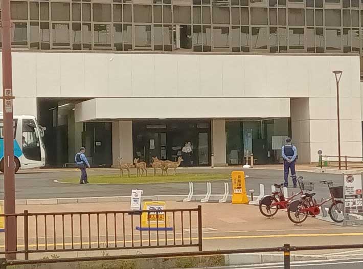 シカの画像