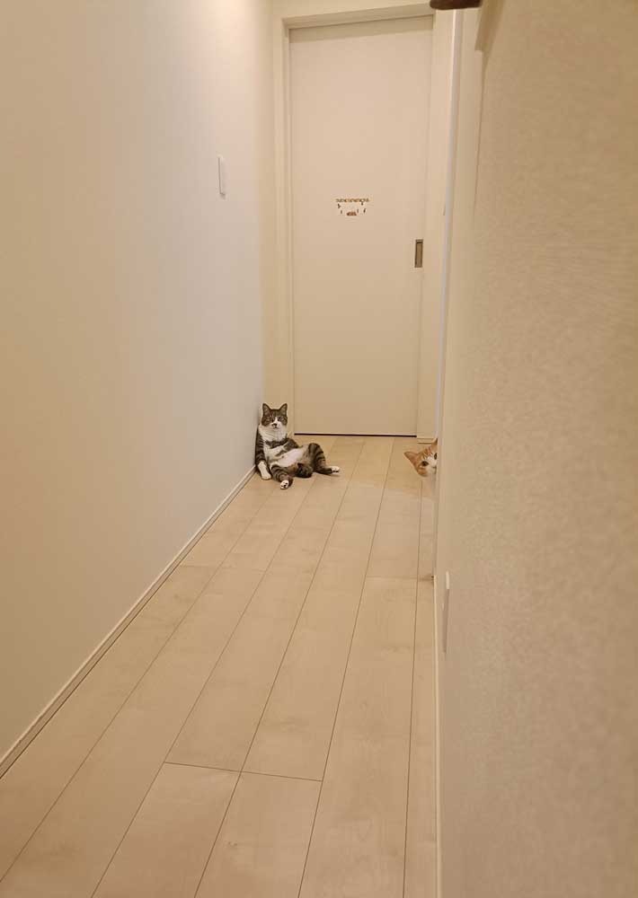 猫の写真