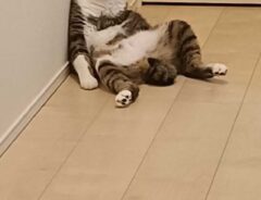 猫の写真