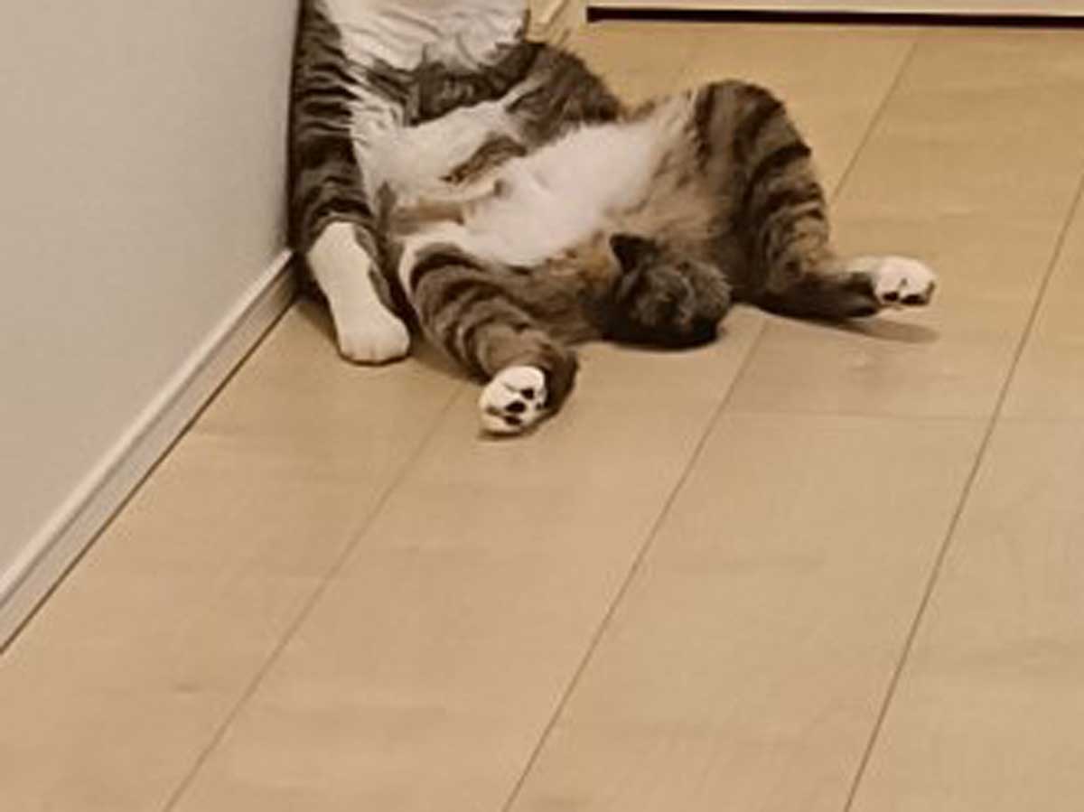 猫の写真