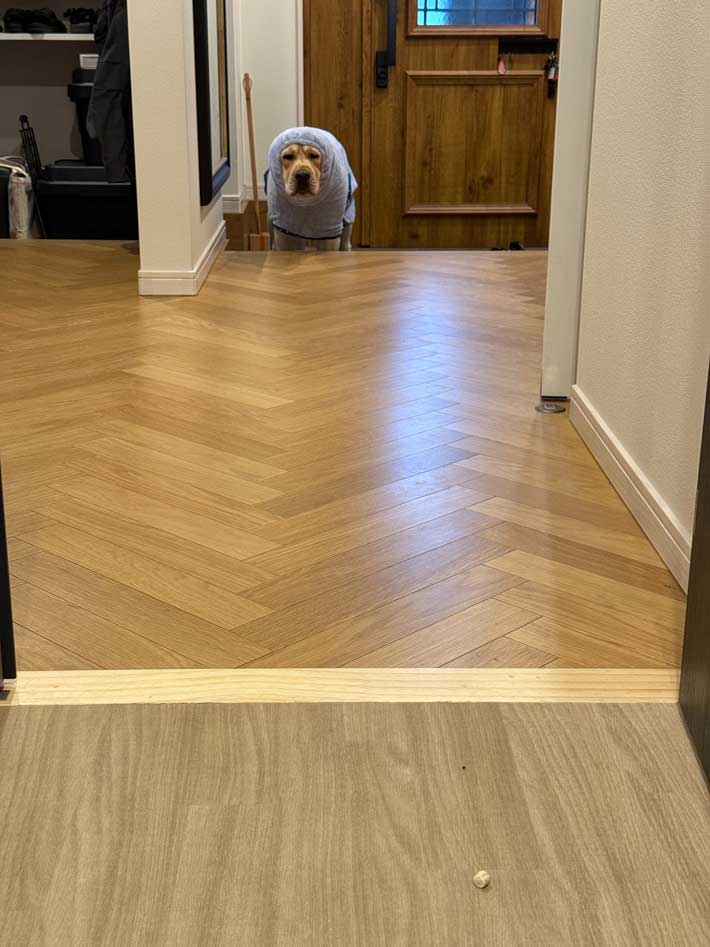 犬の画像