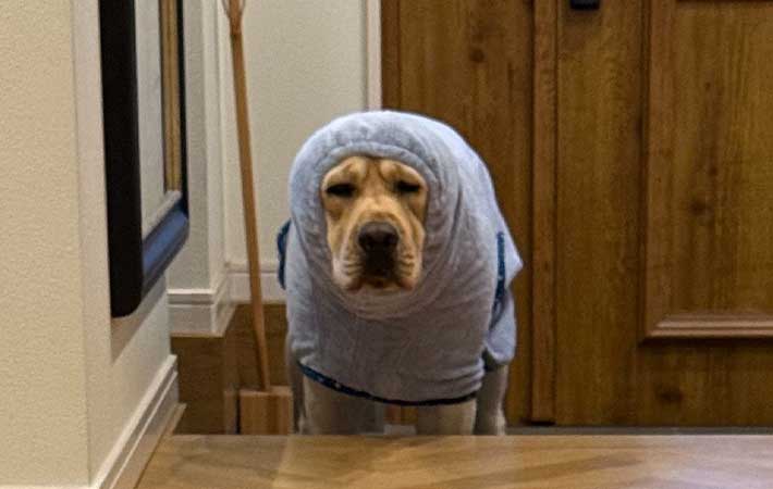犬の画像
