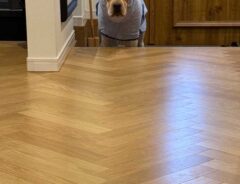 犬の画像