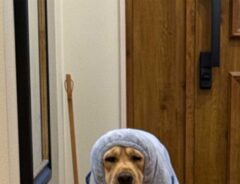 犬の画像