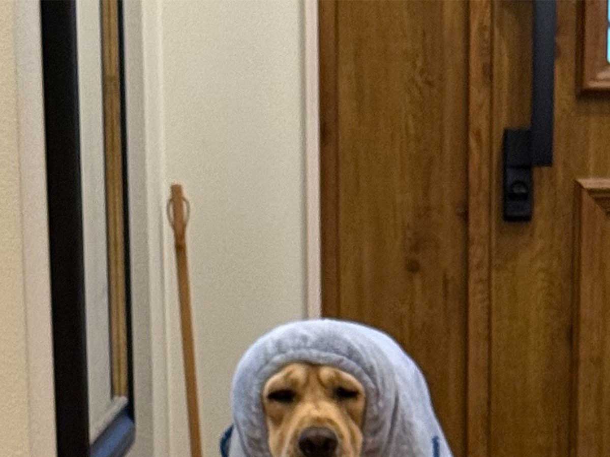 犬の画像