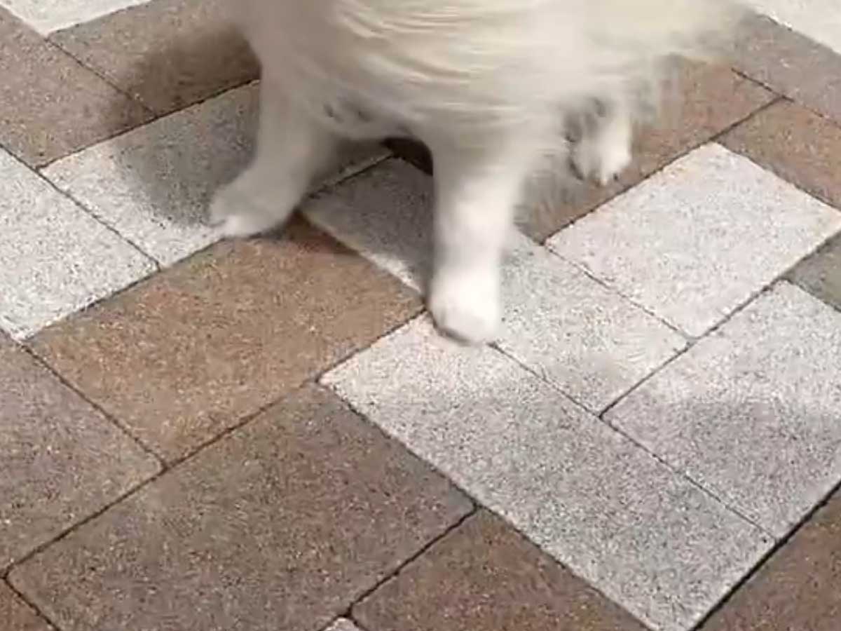ポメラニアン