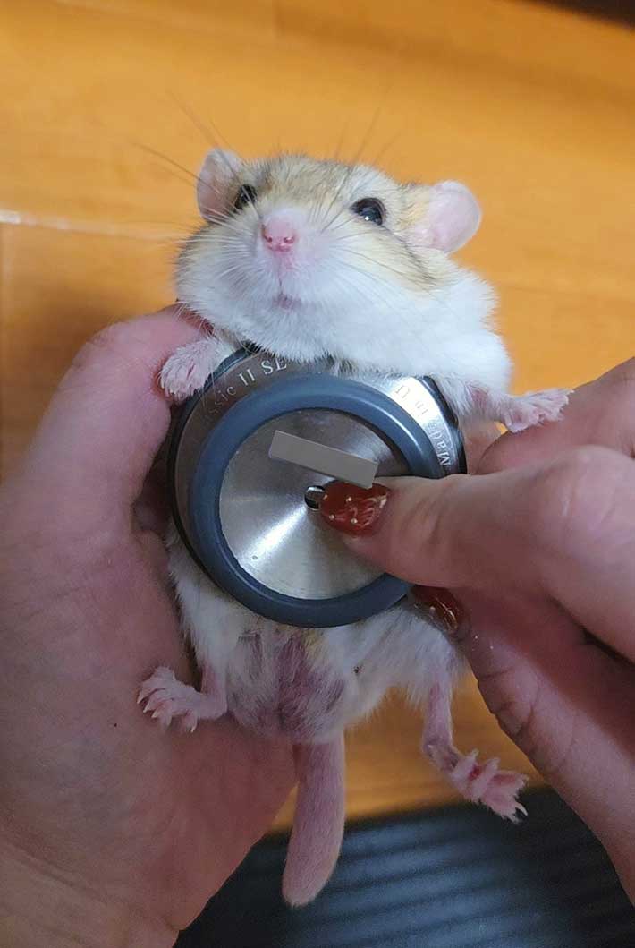 マカロニマウス