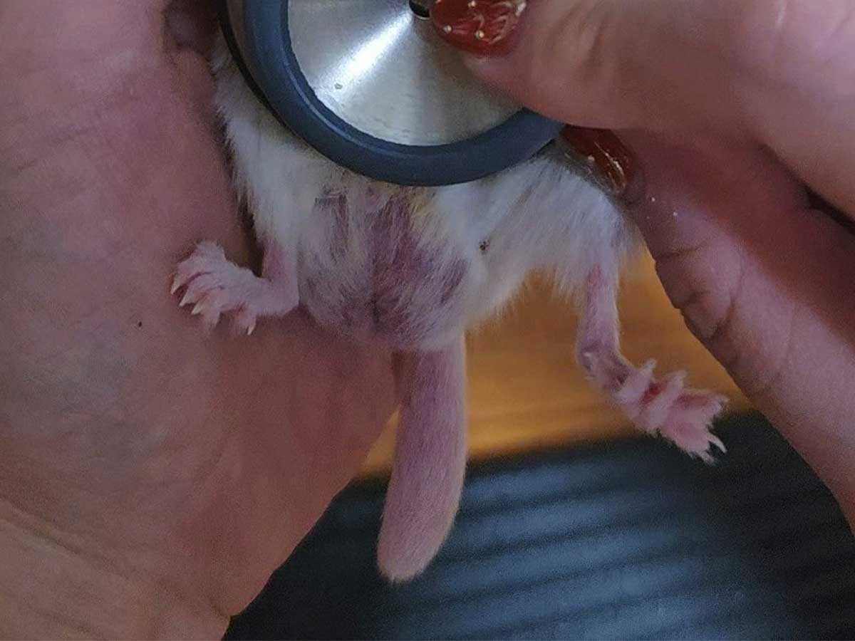 マカロニマウス