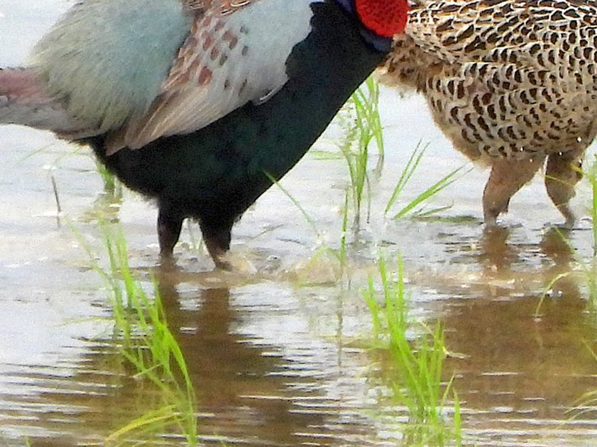田んぼにいるキジ