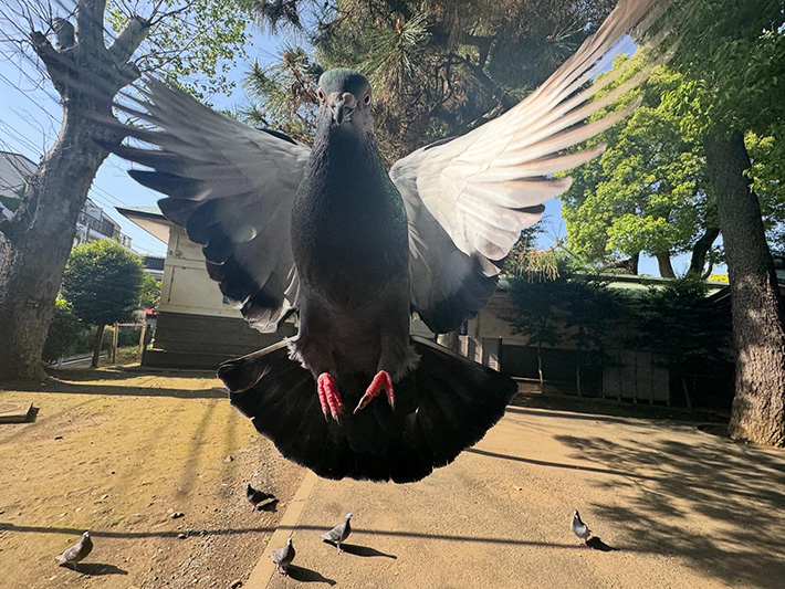 ハトの写真