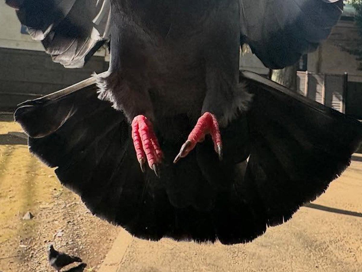 ハトの写真