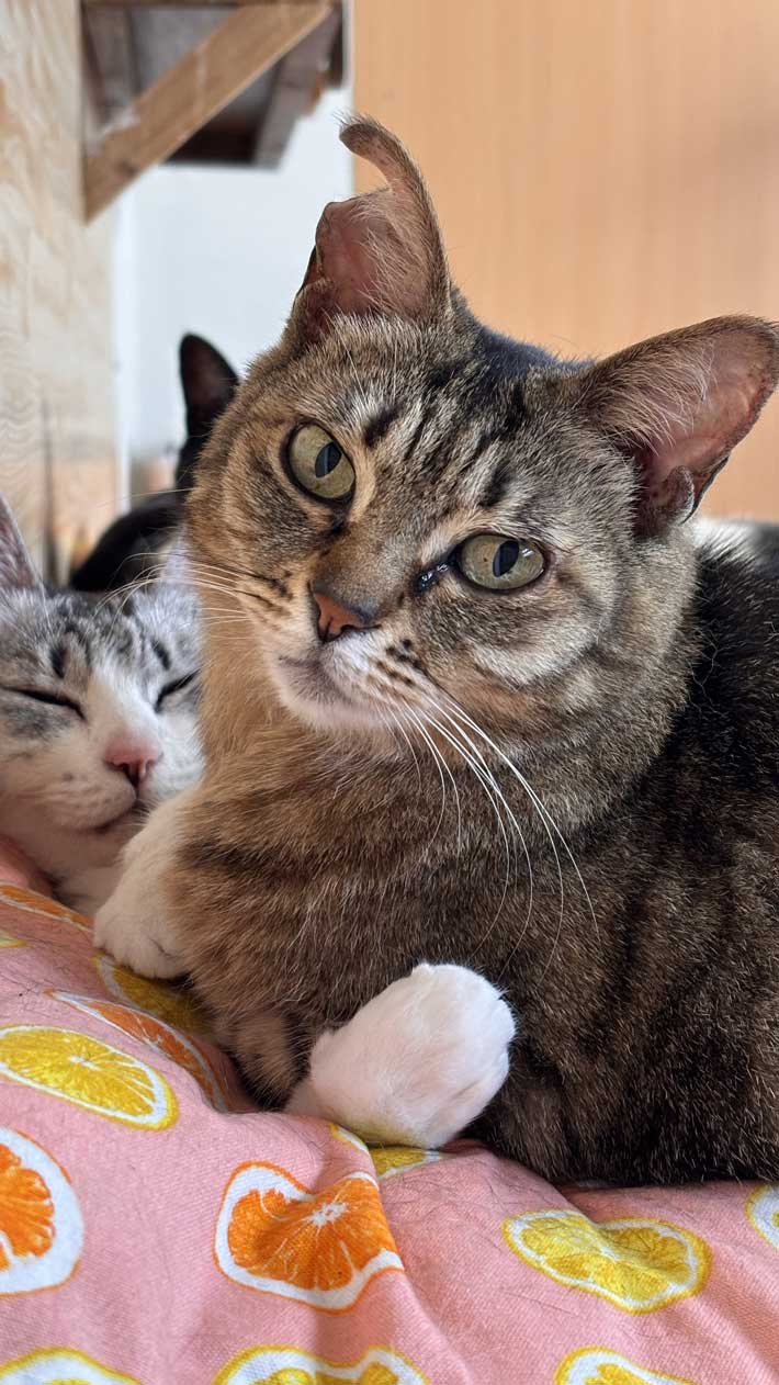 ２０歳の猫