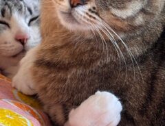 猫の写真