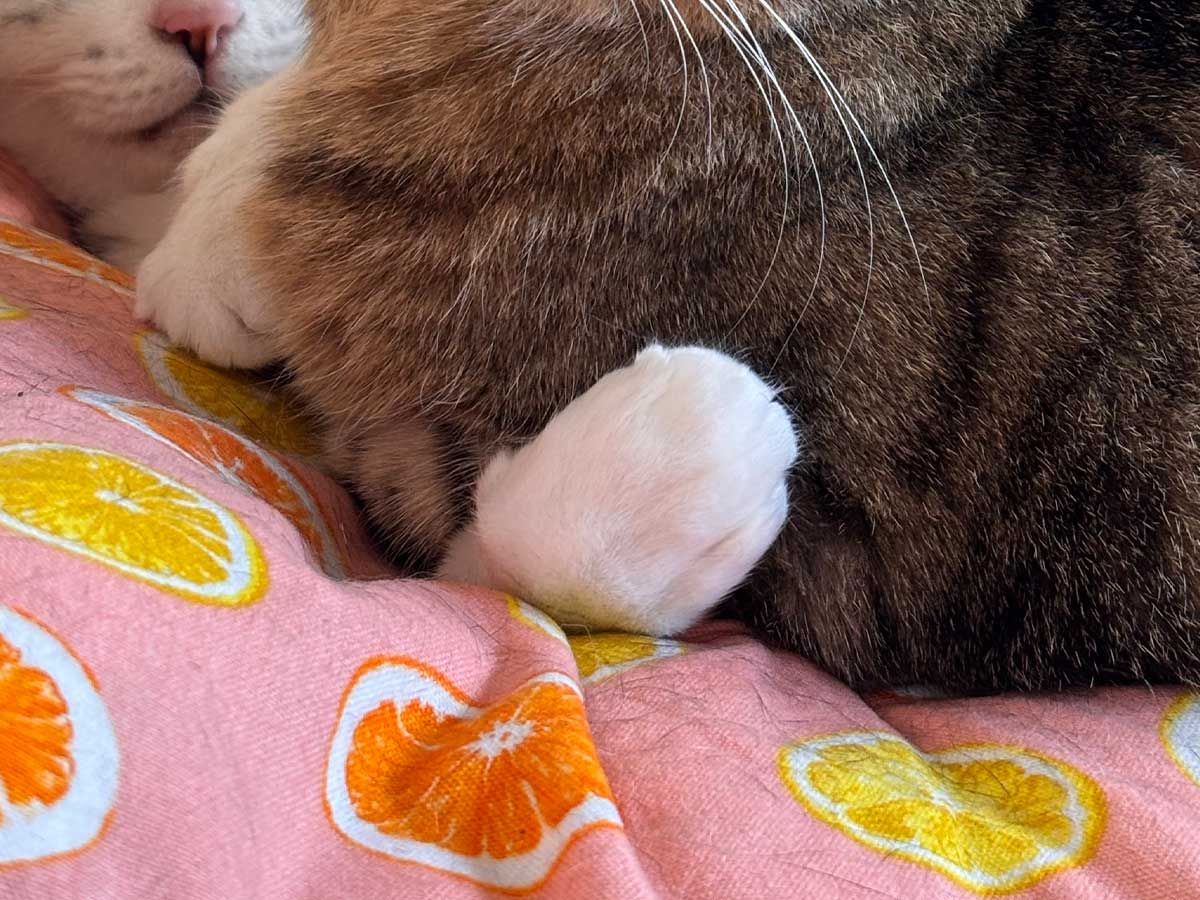 猫の写真